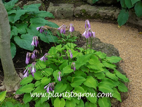 Hosta 'Show Piece'